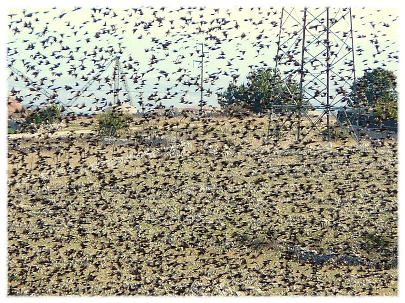 Storni, partenza allineata